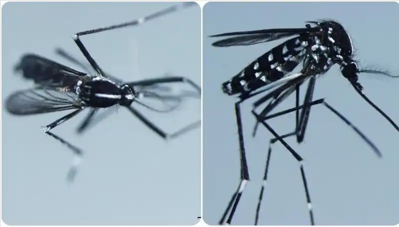 Chikungunya Virüsü: Küresel Yayılım ve Belirtilerine Dair Her Şey