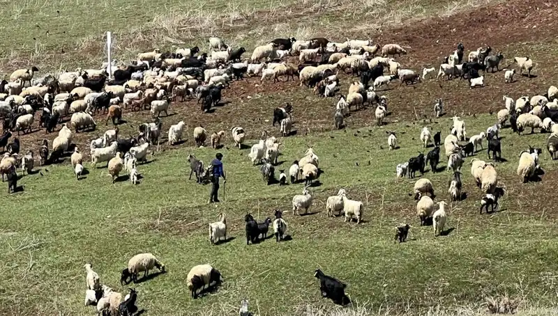 Çoban Krizinde Şok Gelişmeler: 70 Bin Lira Maaşı Reddedenler Var!