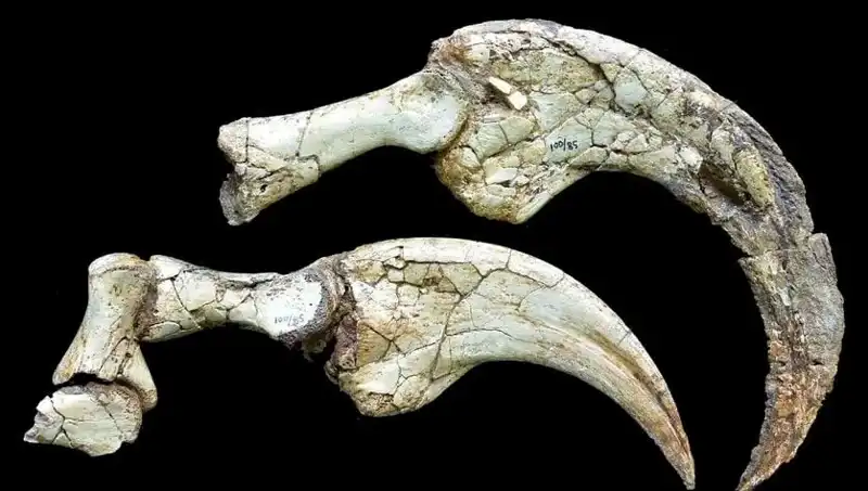 Gobi Çölü'nde Şaşırtıcı Dinozor Keşfi: İki Parmaklı Yeni Tür Ortaya Çıktı!