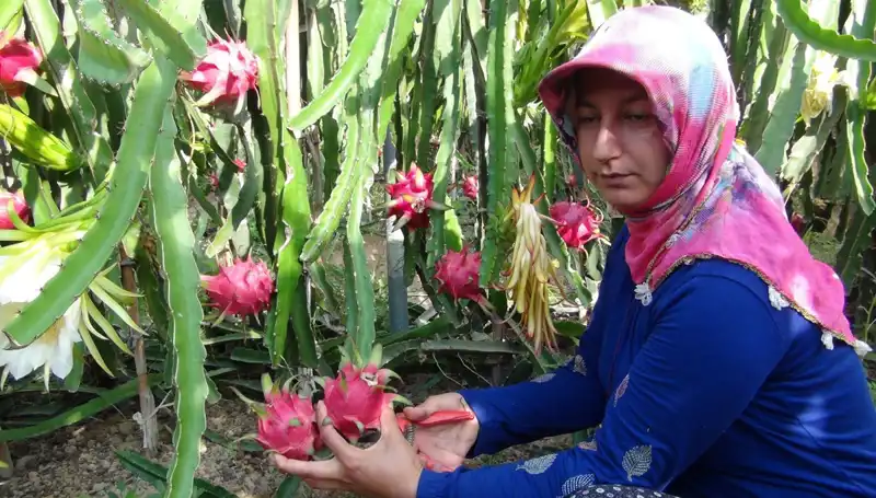 Emeklilikte Yeni Bir Başlangıç: Pitaya Üretmeye Başlayan Çiftçi