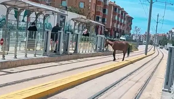 Eskişehir'de Tramvay Raylarında Başına Bu Gelen At Şaşkınlık Yarattı!