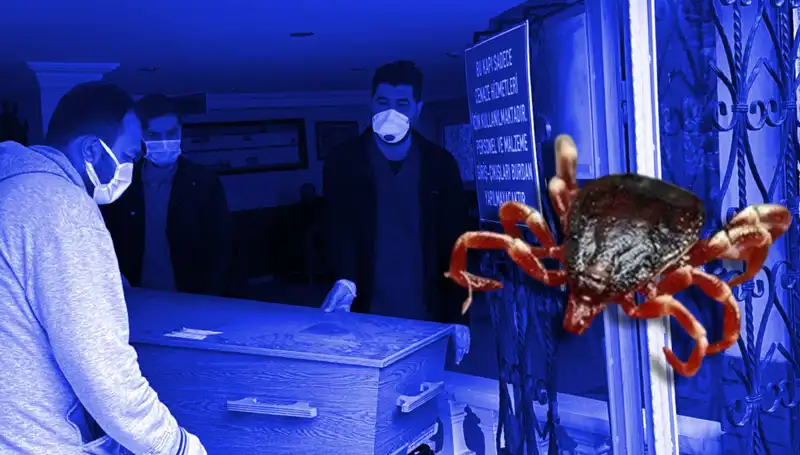İstanbul'daki Keneler Zararsız mı? Bilimsel Araştırma Sonuçları Ortaya Koydu