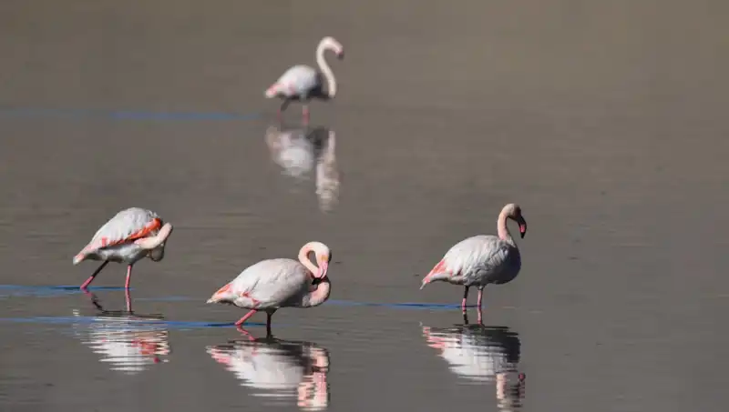 Kuş Cenneti Kuraklıkla Mücadele Ediyor: Flamingo Sayısındaki Düşüş Nedenleri