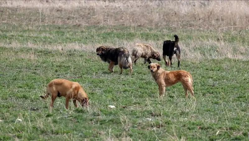 Ankara'da Sahipsiz Köpek Kararı: Barınaklara Bırakma Cezası 71 Bin Lira!