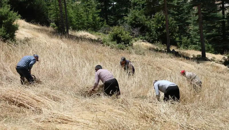 Geleneksel Yöntemlerle Hasat Dönemi: Ellik ve Orakla Tarıma Dönüş