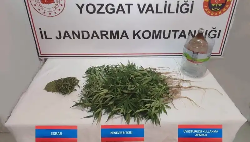 Yozgat'ta 40 Kök Kenevir Ele Geçirildi: Adli Soruşturma Başlatıldı