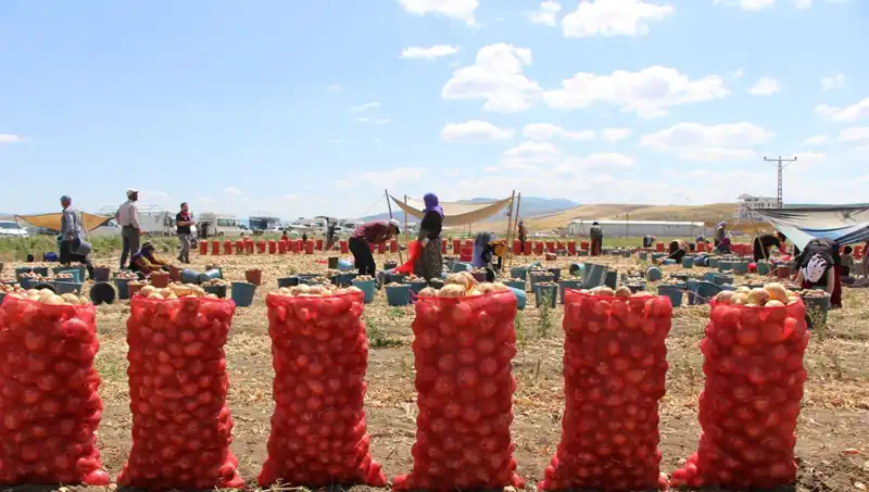 Amasya Elması, Avrupa ve Rusya Pazarlarında Tatlı Başarı Hikayesi Yazıyor