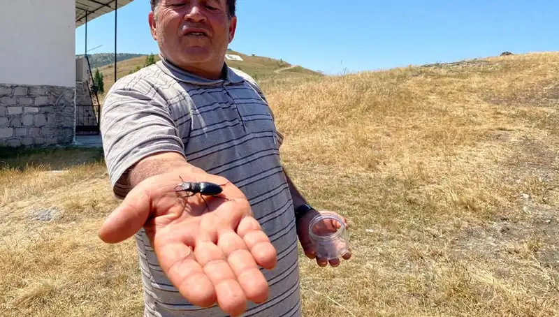 Sivas'ta Dikkat Çeken Olay: Bu Böceği Öldürmenin Cezası 557 Bin TL!