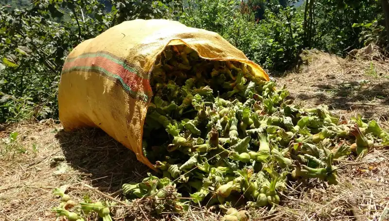 Giresun'da Fındık Hasadı: Üreticilerin Yüzleri Gülüyor, Beklentiler Yükseliyor