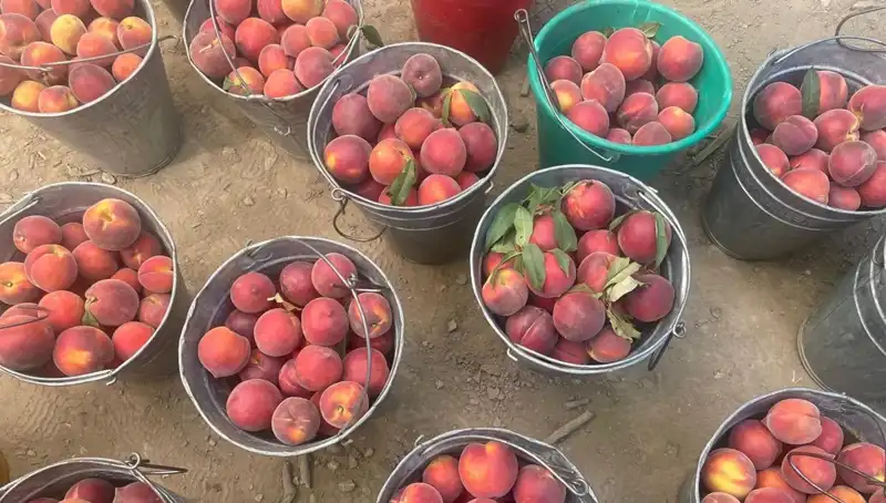 Hasat Mevsimi Başladı: Çiftçiler Kilogramda 100 Lira Fiyatla Seviniyor!