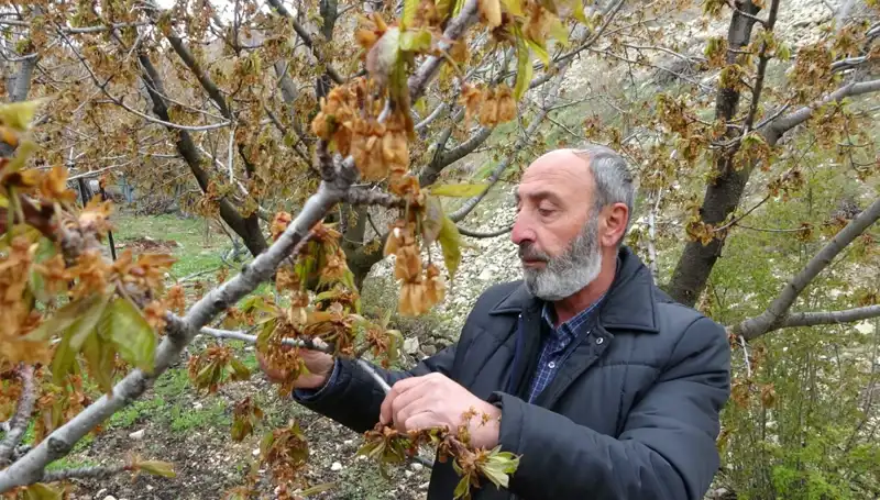 Zirai Don, Albastı Kirazı Üreticilerini Zora Soktu: Ciddi Kayıplar Baş Gösterdi