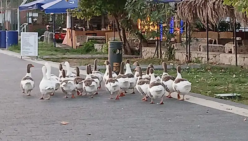 Denizde Yüzdükten Sonra Kümese Kapatan Kazların Trajedi Dolu Hikayesi
