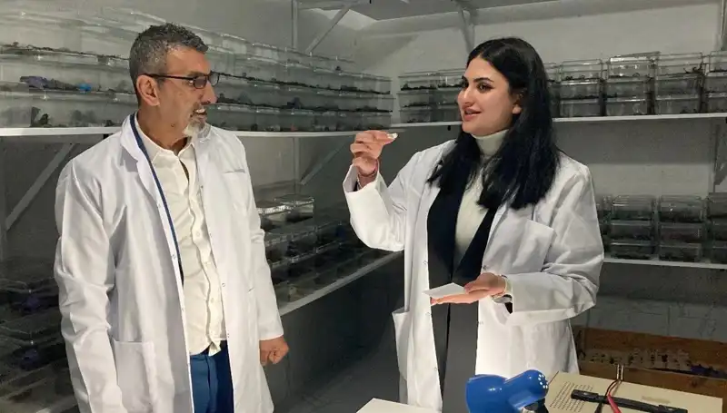 Akrep Zehrini Şekere Damlatıp Yiyen Gelenek: Lezzet mi, Tehlike mi?