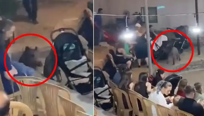 Düğün Töreninde Yaban Domuzu Paniği! Misafirler Ne Yapacağını Bilmiyor