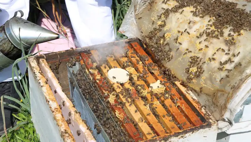 Genç Arıcı, Ata Mesleği Arıcılığıyla Yurt Dışına Açılıyor
