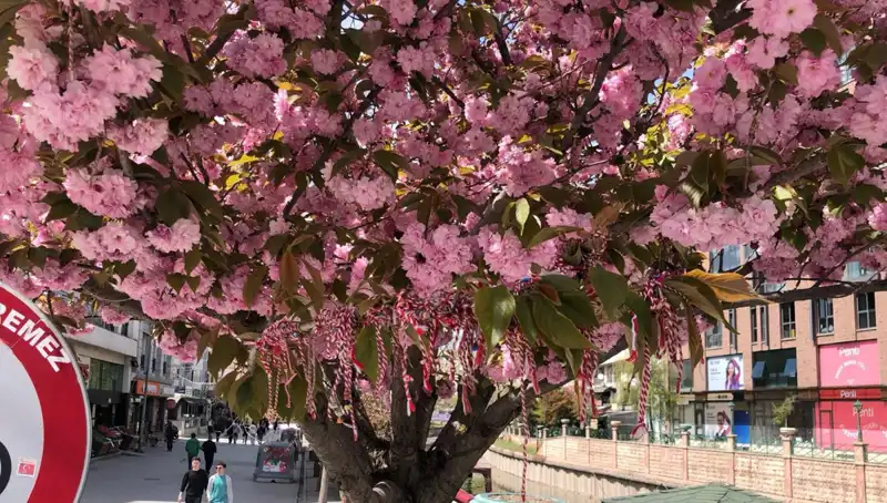 Süs Erik Ağacına Bağlanan "Martenitsa": Geleneksel Bir Ritüelin Anlamı