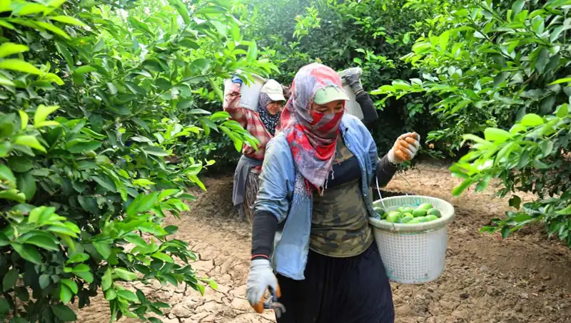 Marketteki Patates Fiyatları Zorlu Hasat Döneminden Sonra Düşmeye Başladı