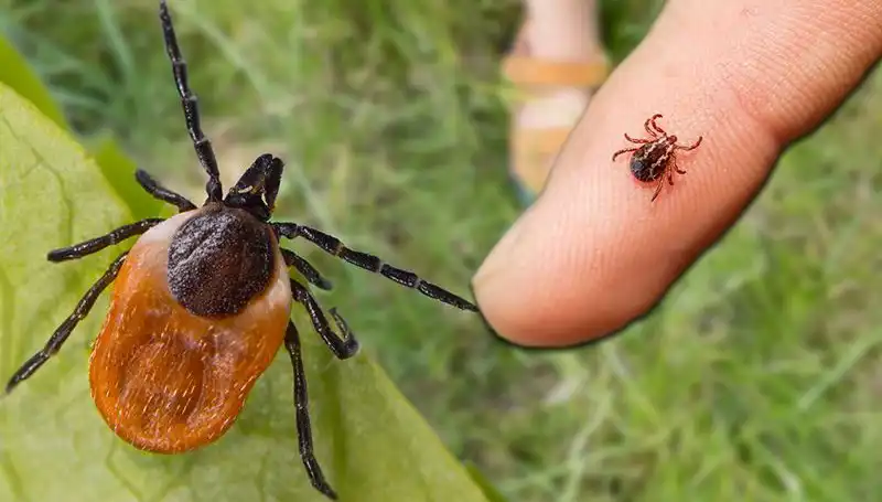 Kene Isırmasına Dikkat! Önlem Almanın Yolları ve Riskleri